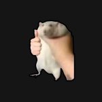 爵位的头像-VAM®克苏恩资源社区