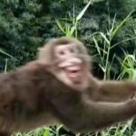 MKXIII的头像-VAM®克苏恩资源社区