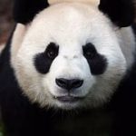 cyytz-VAM®克苏恩资源社区