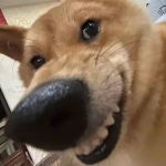 花若清晨的头像-VAM®克苏恩资源社区